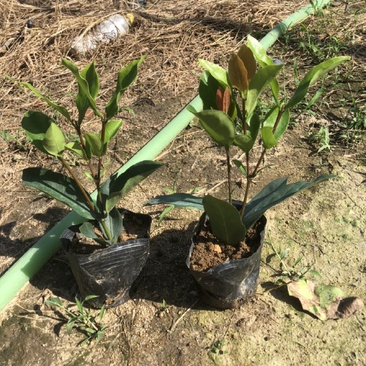 揭阳 大量出售7斤袋龙船花