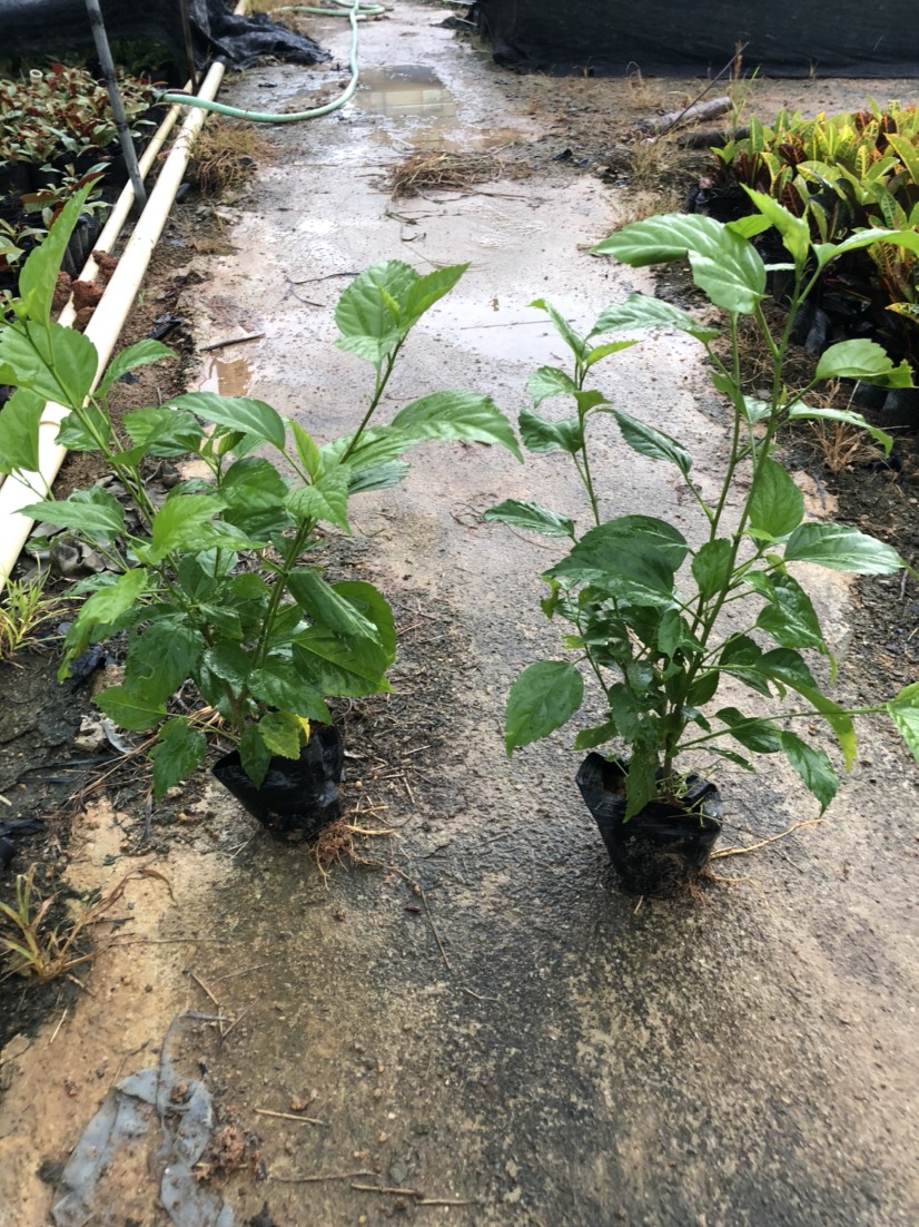揭阳朱槿 大量出售7斤袋大红花