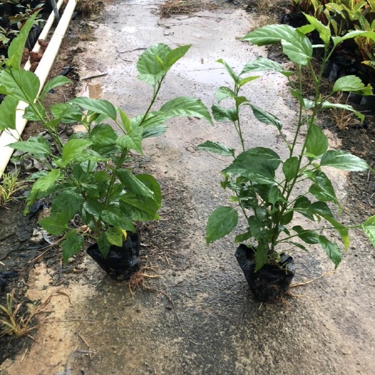 揭阳朱槿 大量出售7斤袋大红花