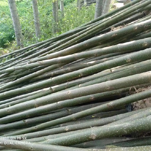 柘城县泡桐