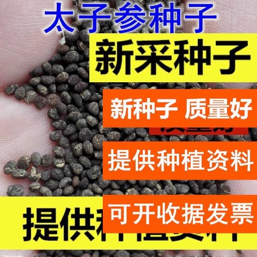 沭阳县 精选太子参种子 药用四叶参 孩儿参种子