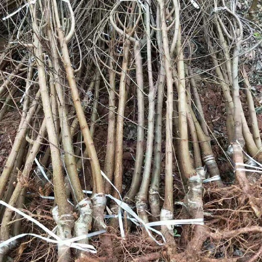 苍溪县蜂糖李树苗 品种纯正根系发达当年挂果