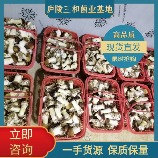 吉安赤松茸 大球盖菇 基地直发 批发