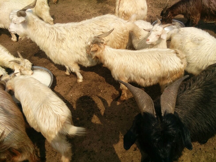 淄博 淄博本地山羊 农户自养山羊 出售