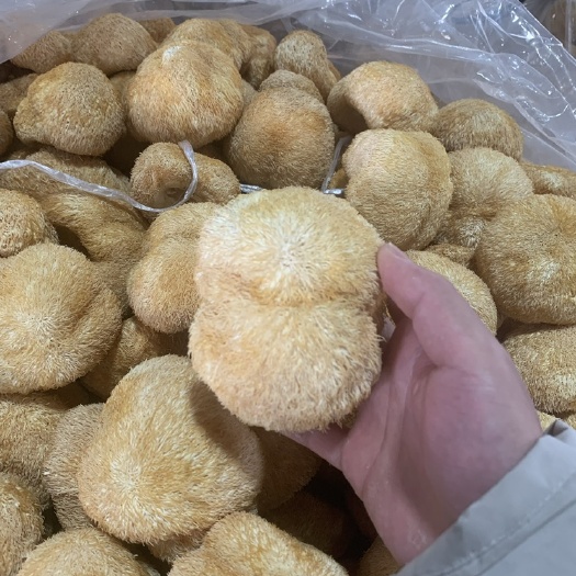 古田县干猴头菇古田猴头菇干货无薰硫一手货源规格多样量大从优
