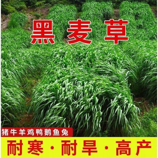沭阳县冬天耐寒黑麦草种子养殖禽畜高产型四倍体宽叶秋冬季牧草种籽