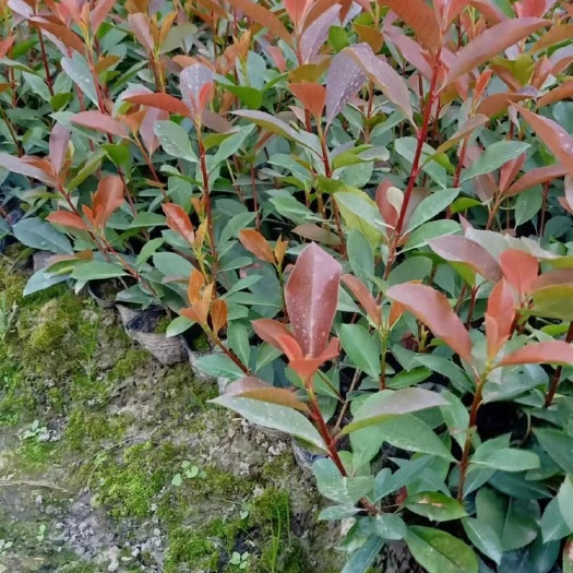 成都 红叶石楠