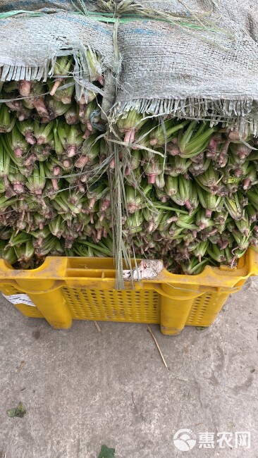 大叶菠菜 四川彭州黑菠菜，供应全国批发市场各大超市和电商平台