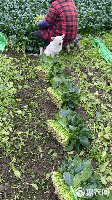 大叶菠菜 四川彭州黑菠菜，供应全国批发市场各大超市和电商平台