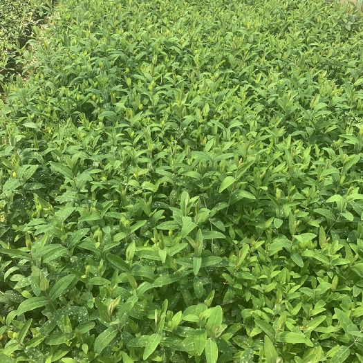 金丝桃 产地直供  自产自销  苗木花卉  工程对接等 量大