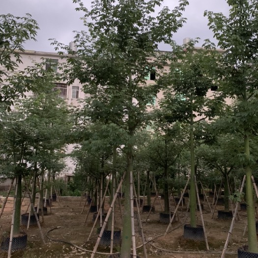 普宁市 大腹木棉 大富木棉 假植苗