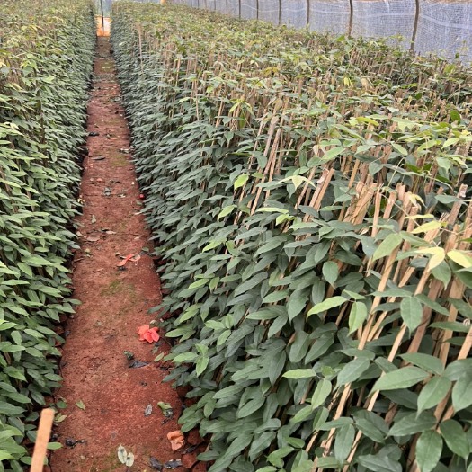 宜良县油麻藤 产地直供  量大从优 苗木花卉工程对接