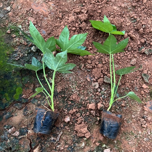 八角金盘  产地直供 大量从优 苗木花卉对接