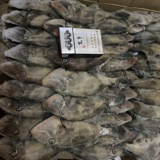 成都马面鱼 耗儿鱼原料出售 量大从优
