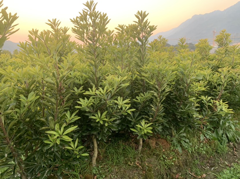 台州白水晶杨梅 大第二代水晶杨梅苗 果实晶莹剔透，宛如宝石