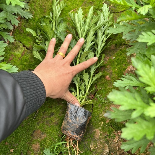 木春菊苗 木春菊 自产自销产地直供大量从优苗木花卉工程对接