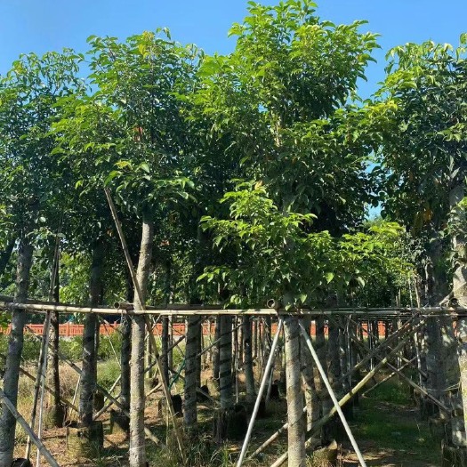 普宁市秋枫 重阳木 茄冬树 低价出售1-10-15-20分袋苗