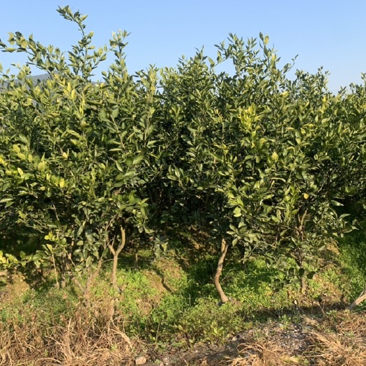 由良柑桔苗 4-5年由良蜜橘苗