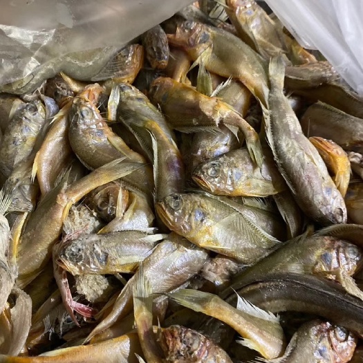 启东市饲料鱼梅子鱼小黄鱼黄鱼