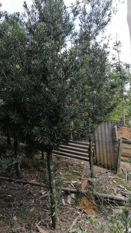 饶平县罗汉松
