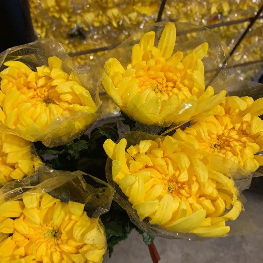 广州菊花切花 黄白菊花ＡＢＣ级