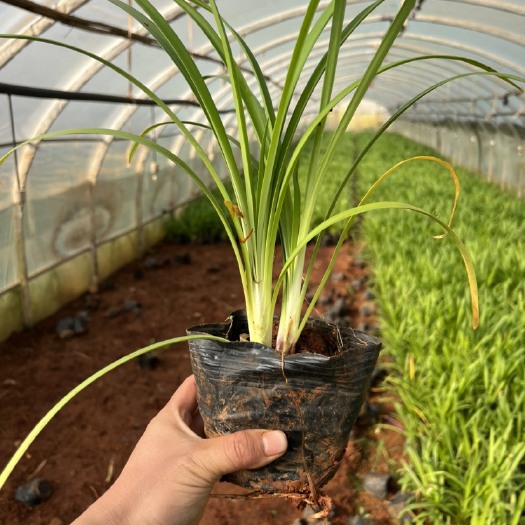 百子莲 产地直供 大量从优 苗木花卉 工程对接