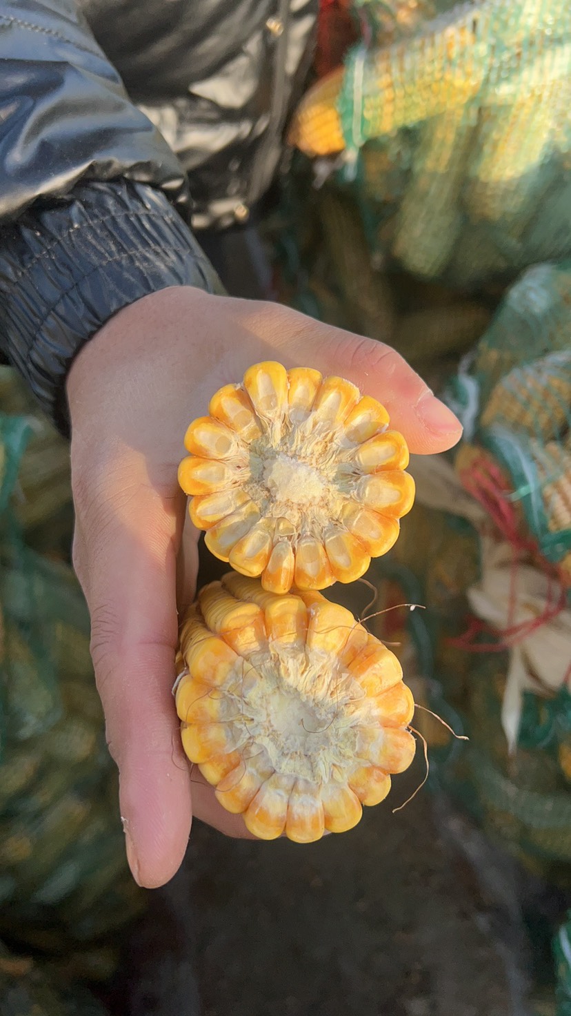 黄玉米粒 河北玉米棒