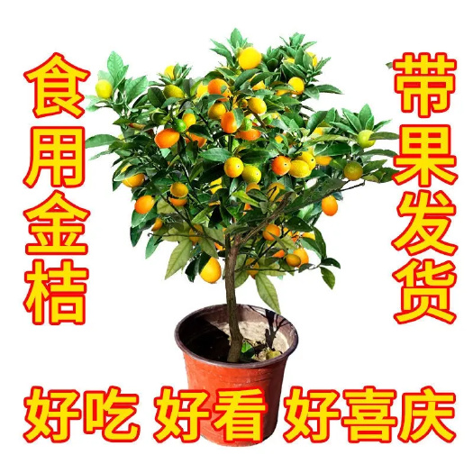 平邑县四季金桔苗 四季金桔树苗盆栽年桔带果招财迎春绿植室内阳台盆景