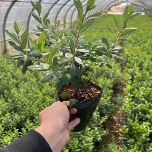 宜良县毛杜鹃 产地直供 自产自销 苗木花卉 工程对接 大量从优