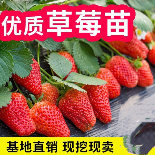 沭阳县草莓苗四季盆栽食用带土带盆种植四季结果奶油大苗家庭草莓盆栽