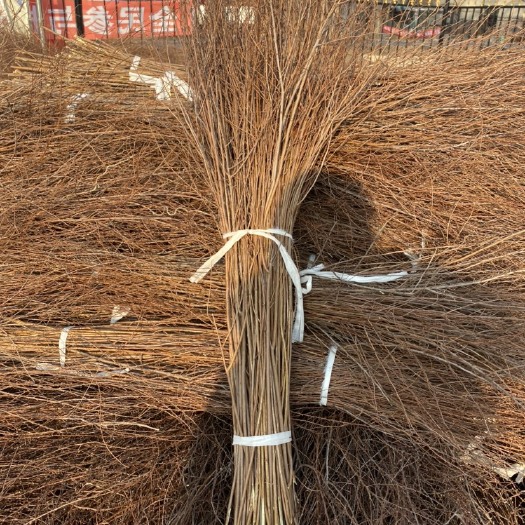 开原市雪柳 干枝雪柳 喷雪花 珍珠绣线菊 产地直销量大优惠