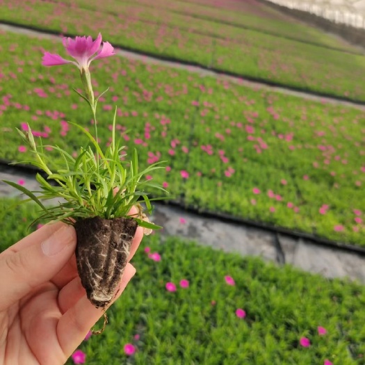青州市欧石竹穴盘苗，基地直发，一手货源，大量供应