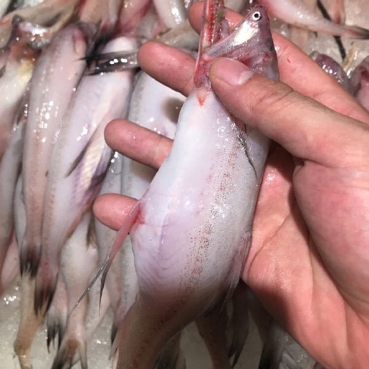 新鲜豆腐鱼鲜活龙头鱼当季海鲜九肚鱼狗母鱼宝宝辅食