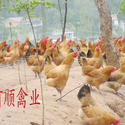 土鸡苗，青脚土鸡苗，厂价直销