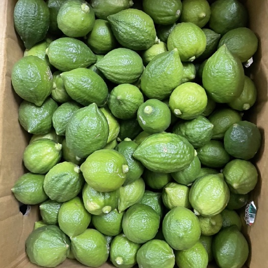 广州 广东无籽香水柠檬，柠檬茶店专用，特别清香