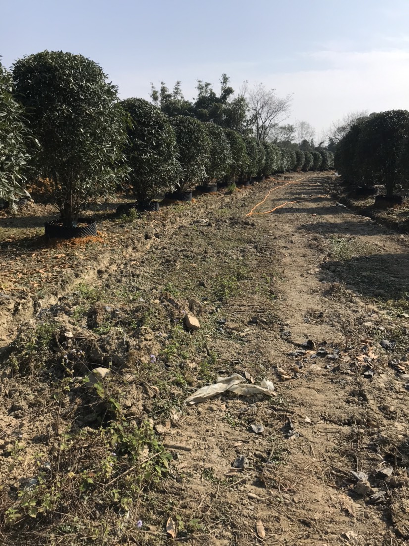 金桂 丛生桂花树地笼子假植苗，规格、品质、价格面议详谈