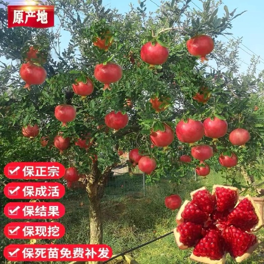 沭阳县石榴树苗突尼斯软无籽石榴特大庭院盆栽地栽苗南北方种植当年结果