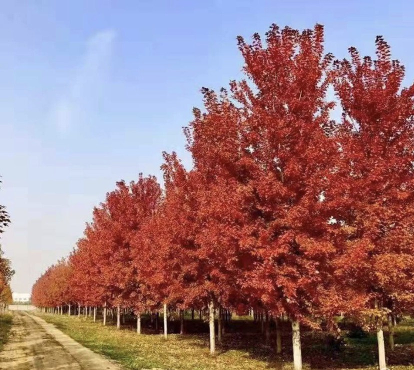 邳州市12公分美国红枫秋火焰，树形优美，一级