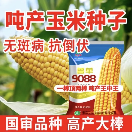 临泉县鲁单9088 Hai好种配好地，一年收成不担心