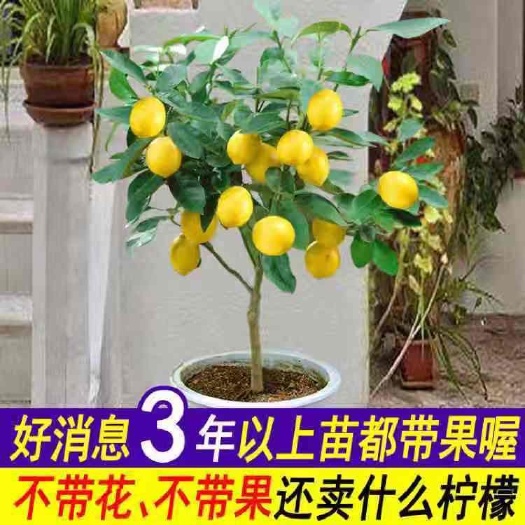 沭阳县柠檬树 盆栽包邮 柠檬树苗 盆栽带果 柠檬苗 柠檬苗四季结果