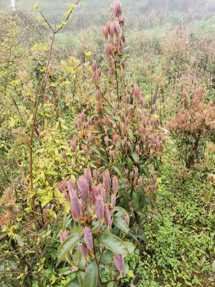 老鹰茶苗 老鹰茶