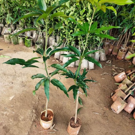 灵山县芒果苗 金煌芒果又大又甜相当好吃