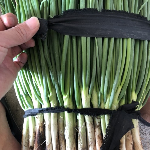 漳浦县 30～40公分精品货！小葱，香葱