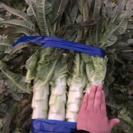 宿州红叶莴笋 好货不等人.各位老板自己看货！