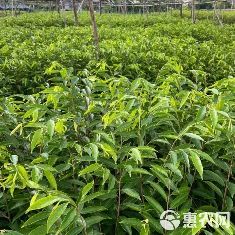 奇楠沉香树 沉香奇楠嫁接苗奇楠树苗植物绿奇楠苗一代嫁接苗名贵