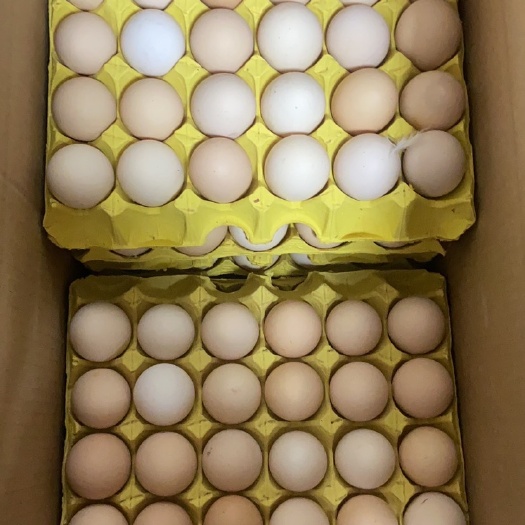 长丰县粉壳蛋 精品大午金凤  带箱45斤  蛋清稠蛋黄大 现货