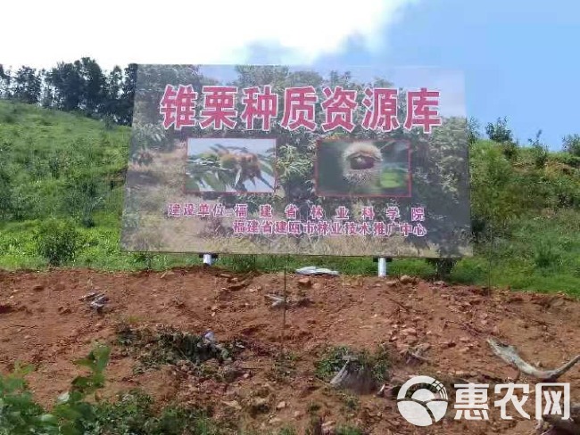 锥栗苗 建瓯高山锥栗树苗