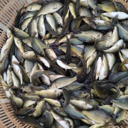 成都鲤鱼苗 裸斑2-5两 3-8两