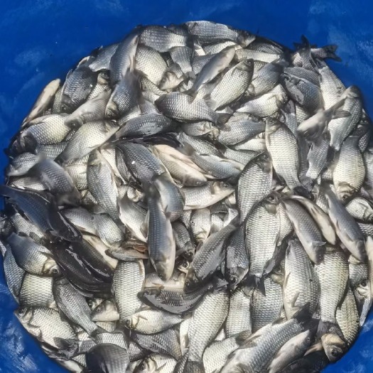 成都 鲫鱼1-3两