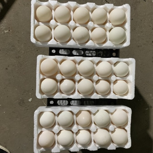 安新县网红盒蛋，雁鹅蛋散养小鹅蛋大量有货10枚装保质保量，每天现装